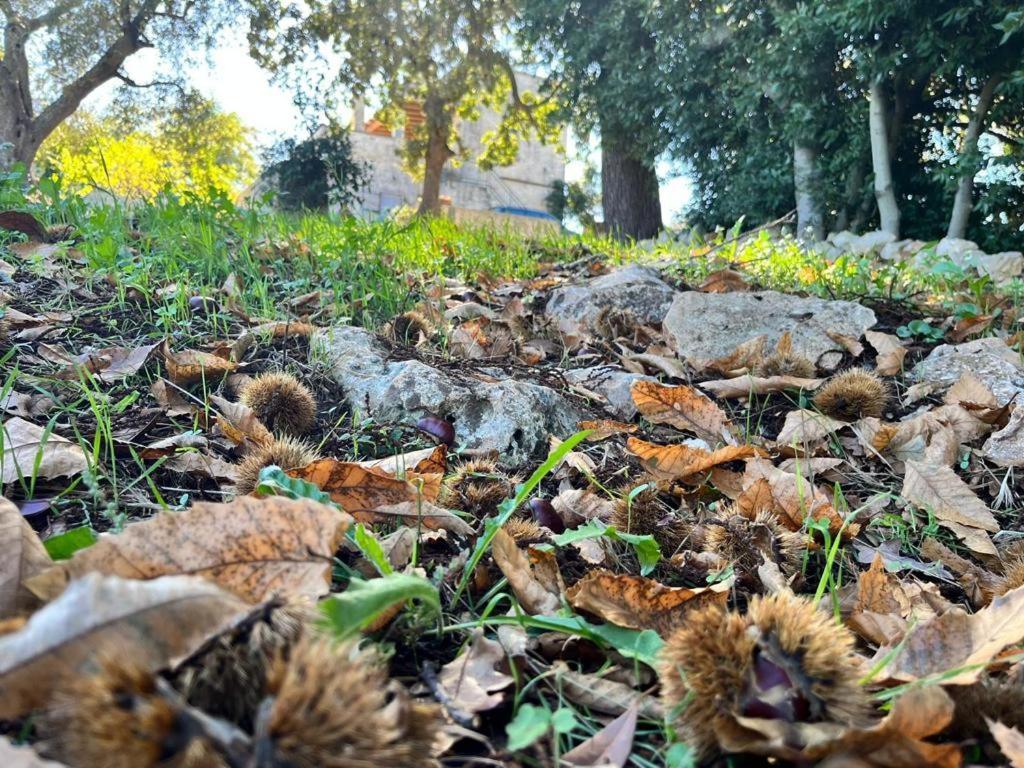 Il Trullo E Il Fortino Альберобелло Экстерьер фото